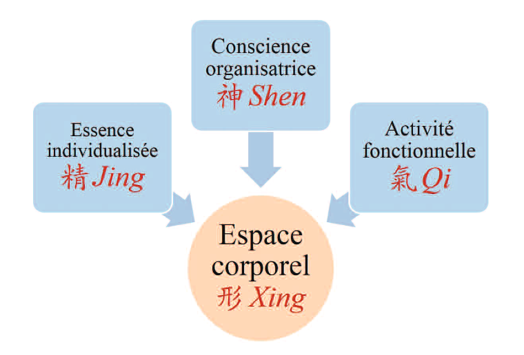 Schéma : conscience organisatrice shen, essence individualisée jing et activité fonctionnelle qi convergeant vers l’espace corporel xing