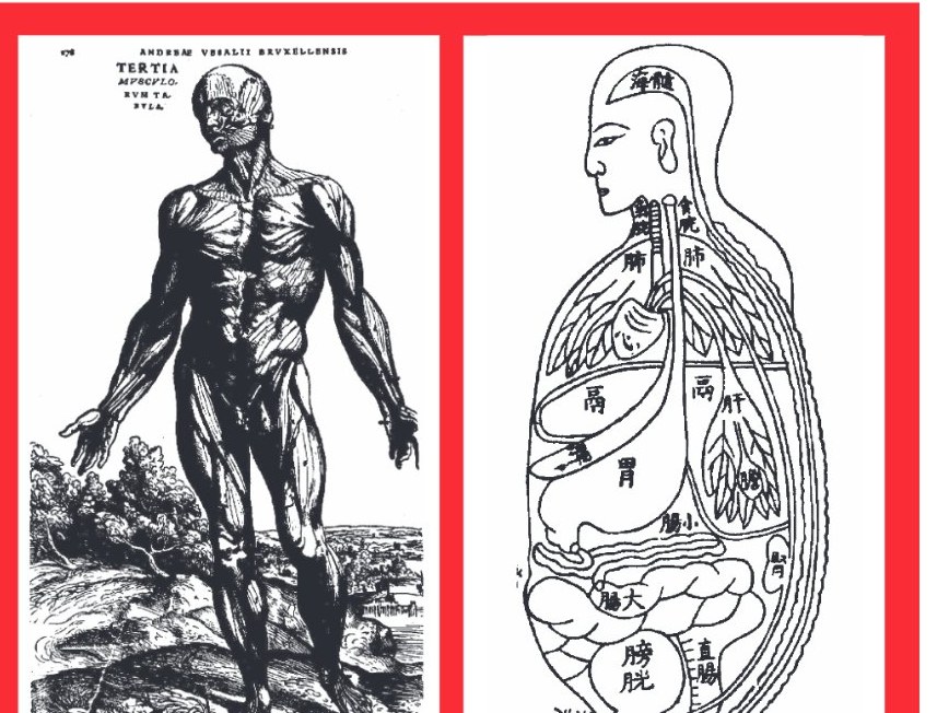 À gauche, planche anatomique du De humani corporis fabrica de Vésale ; à droite, planche des viscères du Zhenjiu Dacheng
